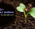 Hai Dụ Ngôn Về Hạt Giống – SN Chúa Nhật XI TN, năm B